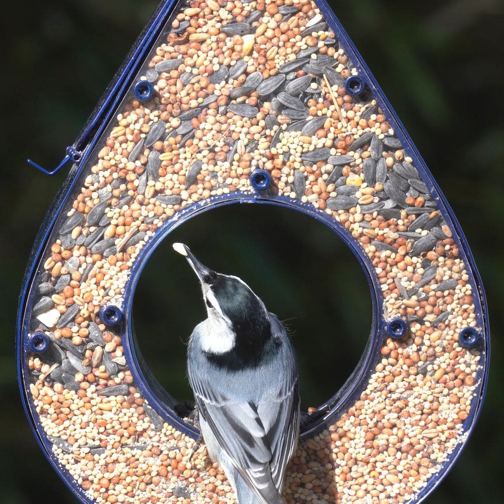 Rain Drop Fly-Thru Blue Bird Feeder